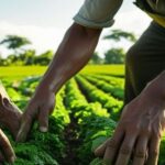 Agricultura resiliente e innovadora