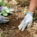 300 árboles para regeneración de bosques y protección de fuentes de agua